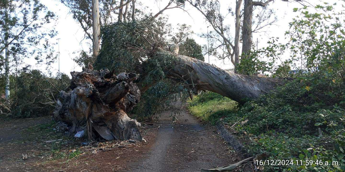 Arbol caído